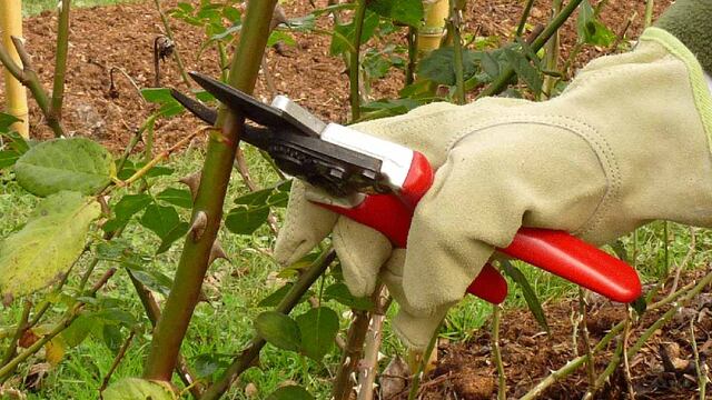 Posponen una capactiación en poda por las bajas temperaturas.