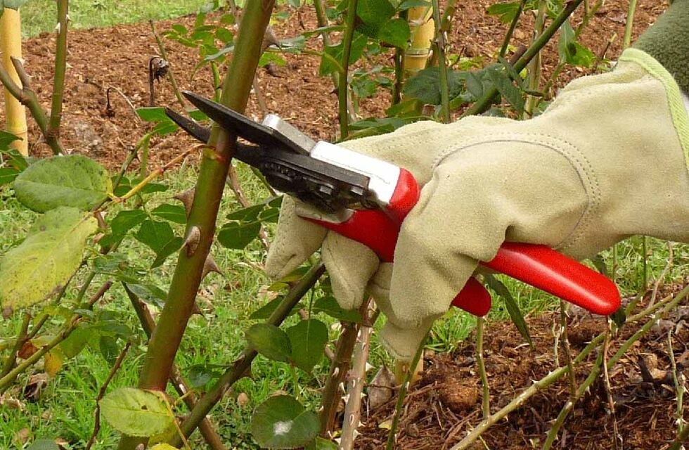 La ola de frío polar obligó a reprogramar una capacitación en poda