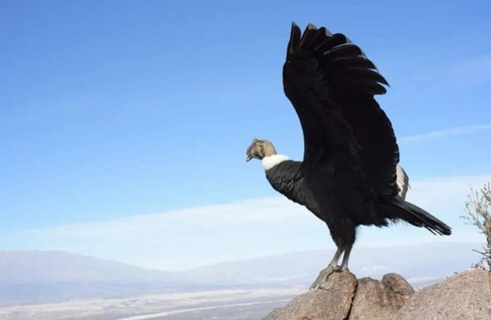 Liberaron un cóndor andino en la zona de Colalao del Valle