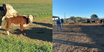 Procedimientos Patrulla Rural Norte San Justo