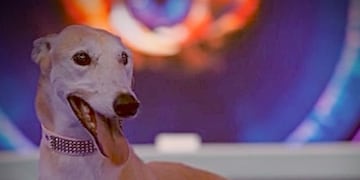 Gran Hermano 2025: Quién es París, la nueva integrante perruna de la casa