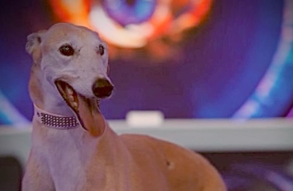 Gran Hermano 2025: Quién es París, la nueva integrante perruna de la casa