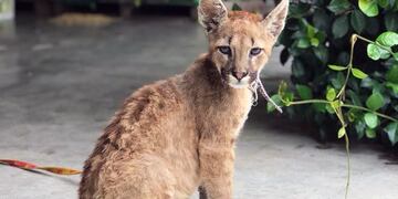 El pumita es macho y tendría dos meses de vida.