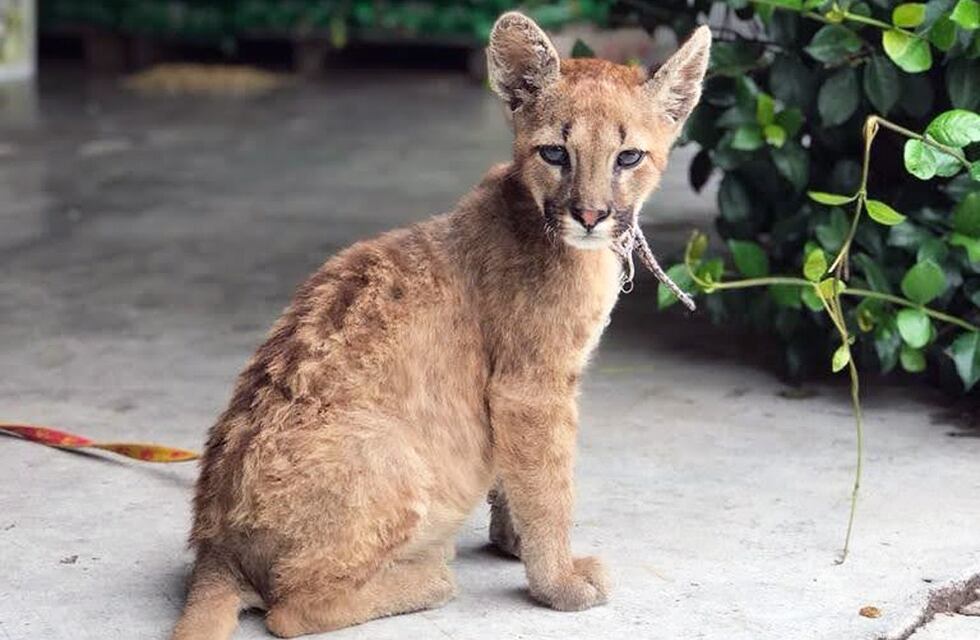 Córdoba: rescataron un cachorrito de puma que estaba atado a un alambrado