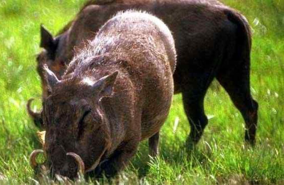 Río Cuarto: enfermaron de triquinosis por comer jabalí de caza