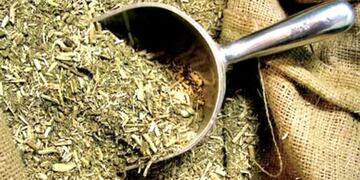 El Gobierno invertirá $650 millones en la compra de yerba mate para los sectores más vulnerables. Foto: Vía País.