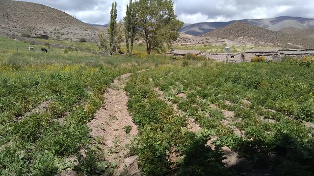 Don Gabriel Copa es uno de los grandes trabajadores de la Quebrada del Toro.