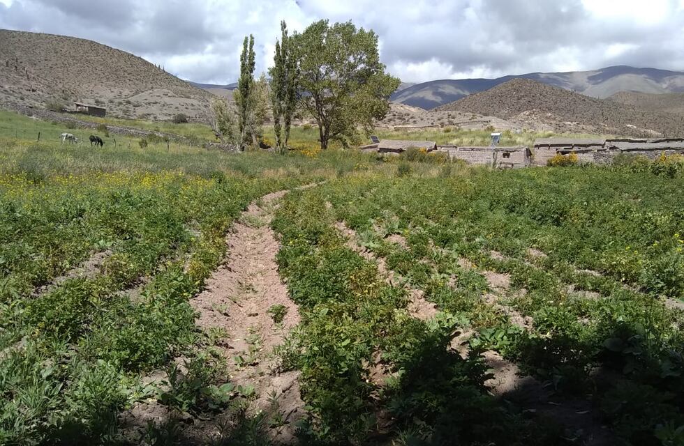 Gabriel es un ejemplo de trabajo en la Puna salteña