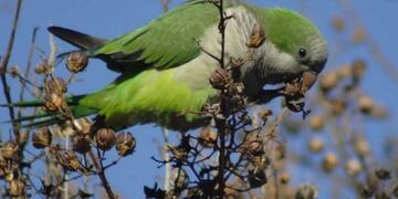 Registro para que los productores denuncian los daños producidos por las catas en sus cultivos.