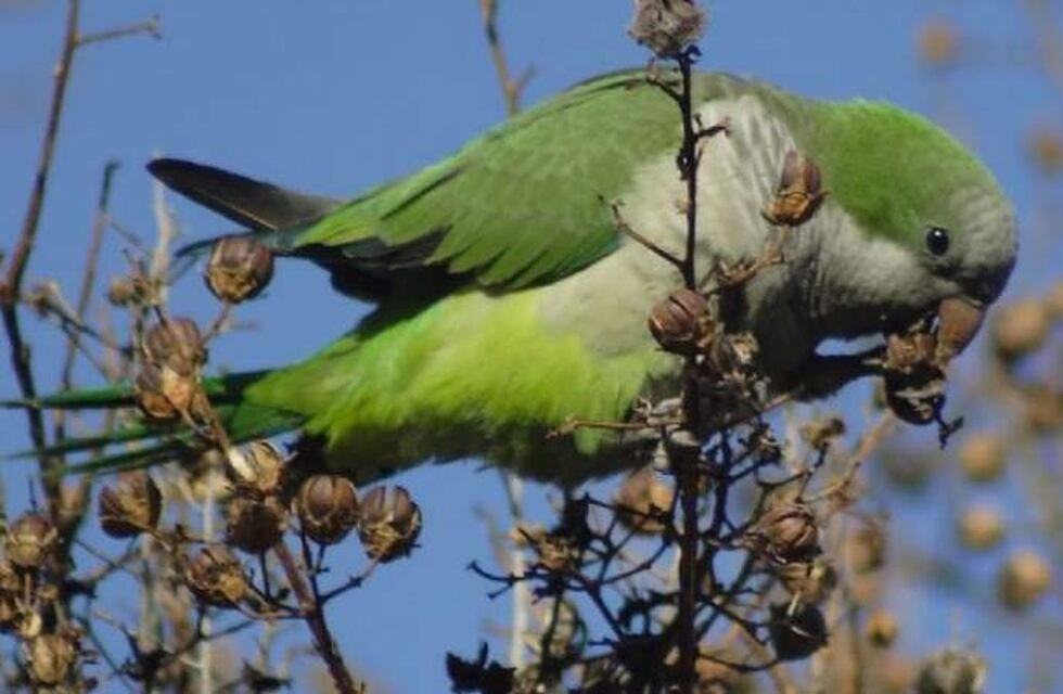 Por la invasión de catas el Iscamen abrió un registro por daños en cultivos agrícolas
