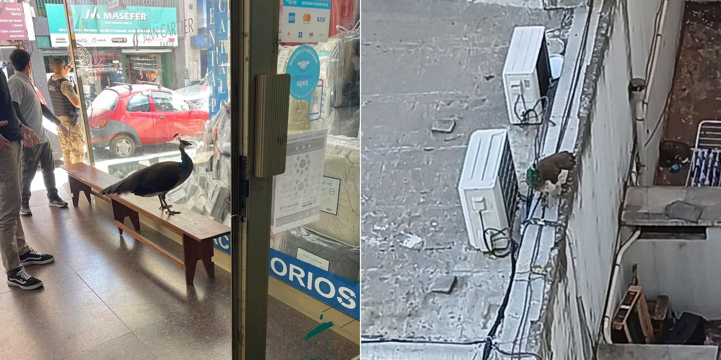 Un pavo real fue capturado en el centro de Córdoba por la Policía Ambiental.