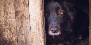 Desde la comuna recordaron que pasos se deben tomar para denunciar un hecho de maltrato animal.