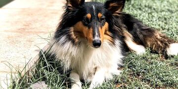 Quila fue rescatada del maltrato y ahora su familia la busca desesperadamente