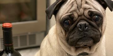 Él es Hugo, el perro pug que recomienda vinos en Instagram.