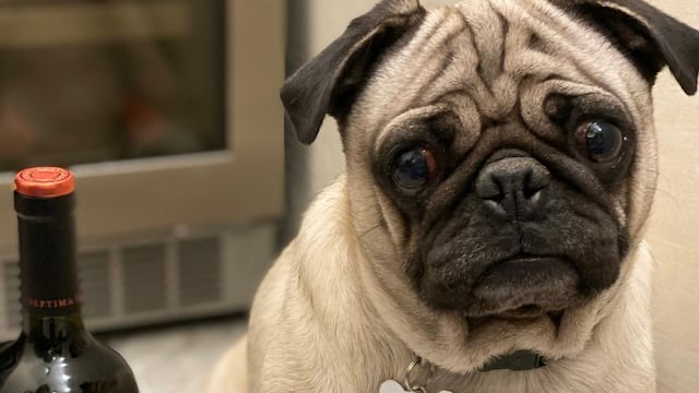 Él es Hugo, el perro pug que recomienda vinos en Instagram.