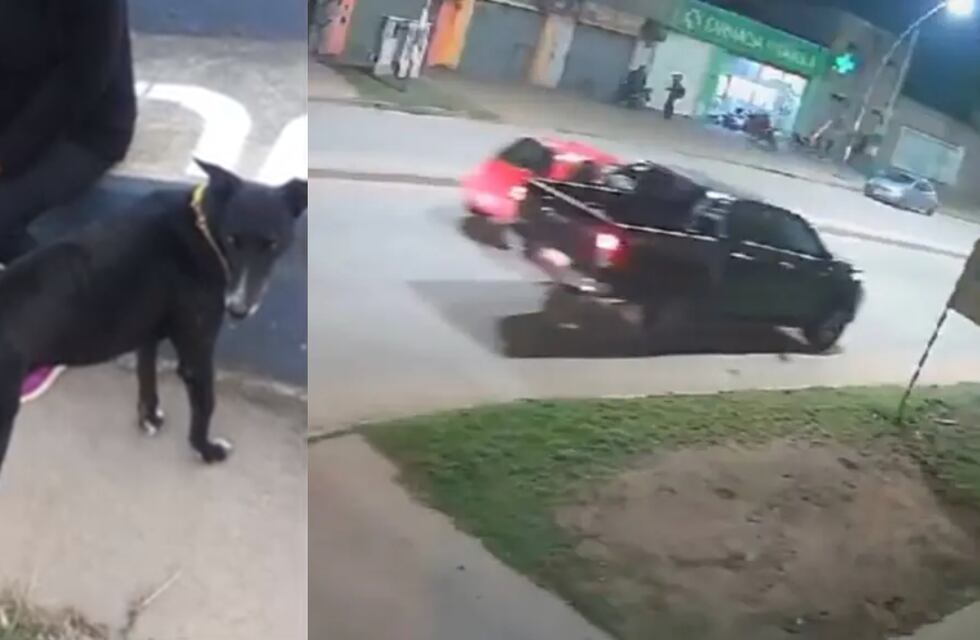 Moro, el galgo arrastrado muerto por una camioneta en Rosario, tenía familia y lo estaba buscando