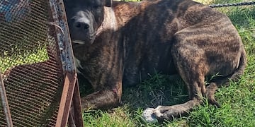 Los animales mordieron al hombre en barrio Parque República, Córdoba.