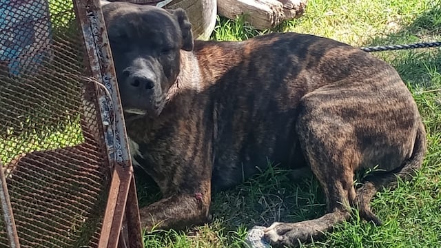 Los animales mordieron al hombre en barrio Parque República, Córdoba.