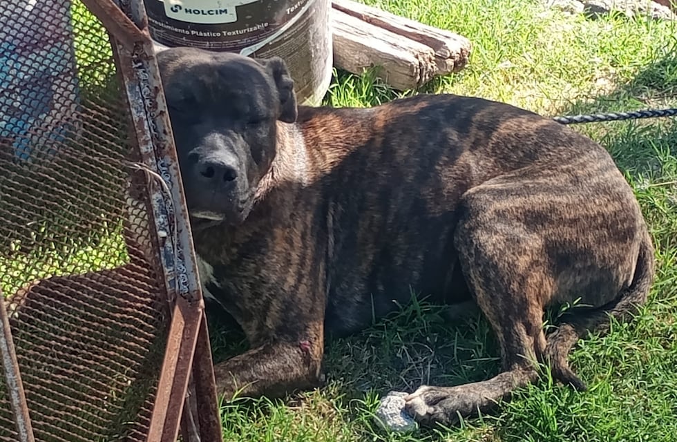 Córdoba: un hombre de 76 años fue mordido por perros en su rostro y sus genitales