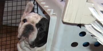 Los animales rescatados mostraban signos de maltrato y hacinamiento.