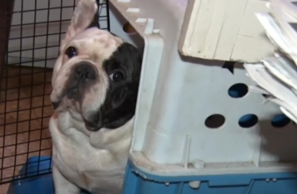 De un criadero ilegal en Villa Crespo pudieron rescatar 26 perros que estaban en pésimas condiciones de hacinamiento