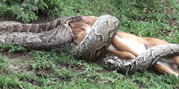 La imagen que impacta, de la pitón comenzando a tragarse al impala. Captura de Youtube.