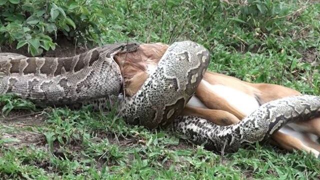 La imagen que impacta, de la pitón comenzando a tragarse al impala. Captura de Youtube.