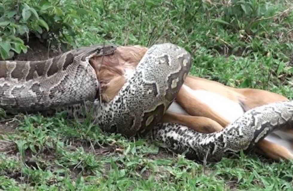 Un video impactante grabó a una pitón tragándose entero a un impala