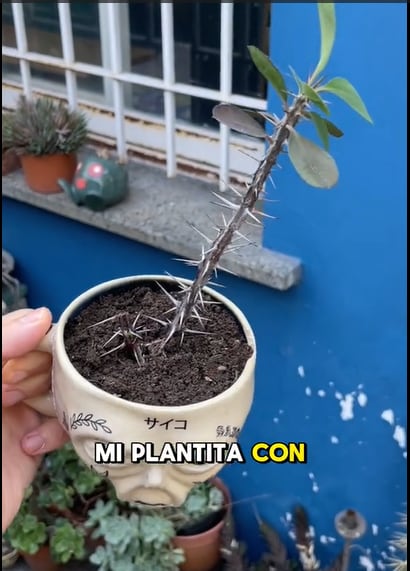 Una idea para reciclar una taza rota en casa