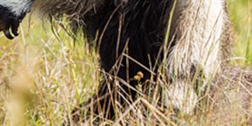 No solamente la caza furtiva acecha al oso hormiguero, la deforestación y quema de pastizales también.