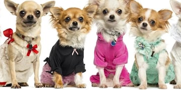 Perros con ropa a la moda