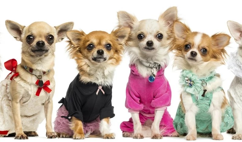 Carlos Paz: desfile de mascotas en el Shopping WO por el Día del Animal