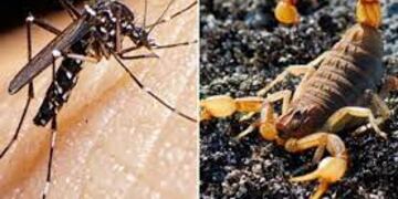 mosquitos y alacranes en Arroyito