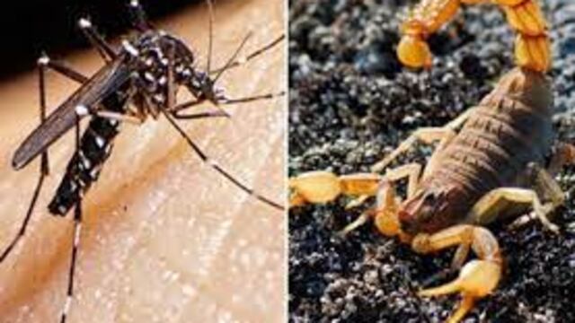 mosquitos y alacranes en Arroyito