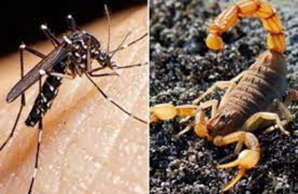 Recomendaciones del Municipio para evitar picaduras de mosquitos y alacranes
