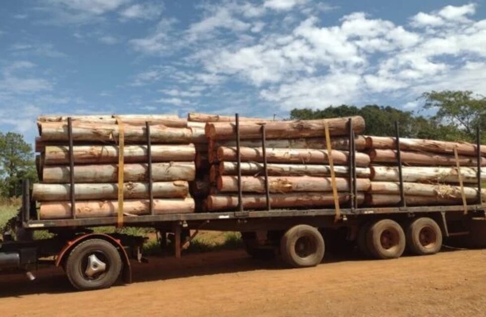 Por documentación irregular, interceptaron un camión con rollos de eucaliptos en Posadas