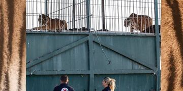 Cómo entrenan a los tigres del tren en San Luis previo a su liberación.