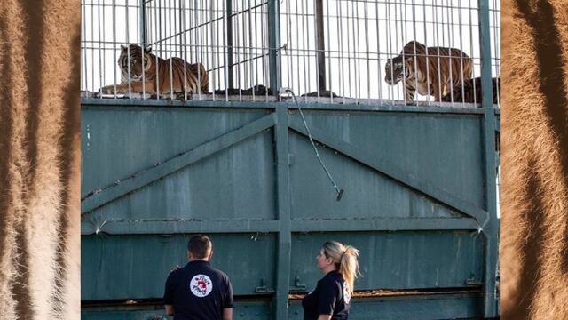 Cómo entrenan a los tigres del tren en San Luis previo a su liberación.