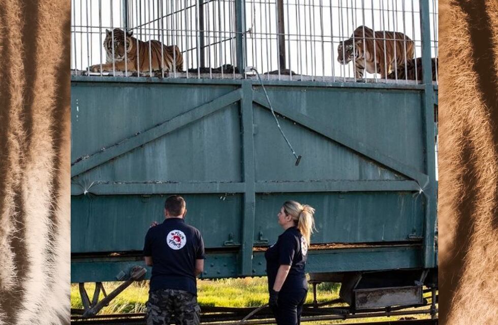 Cómo entrenan a los tigres de San Luis para su liberación