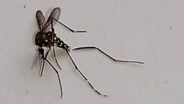 Piden que la población tome medidas