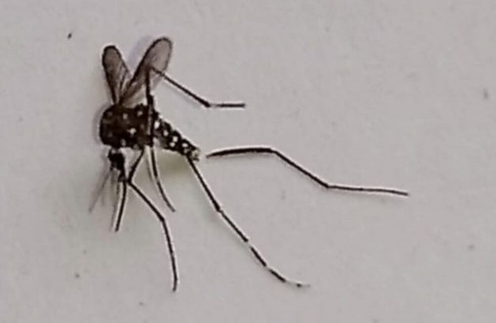 Piden extremar los cuidados para evitar propagación del mosquito Aedes