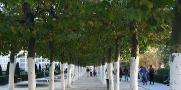 La razón por la que hay que pintar de blanco la mitad del tronco de los árboles en la calle.