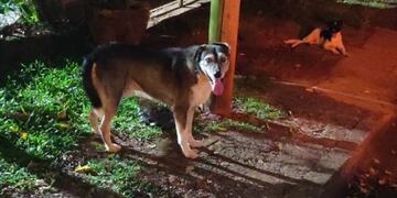 El perro que habría atacado a las dos personas.