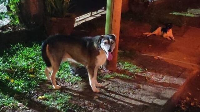 El perro que habría atacado a las dos personas.