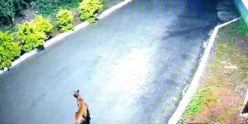 Foz do Iguaçu: avistan a ejemplar de puma en club de pesca Maringa.