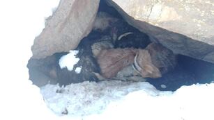 Por el temporal de nieve muchos animales murieron.