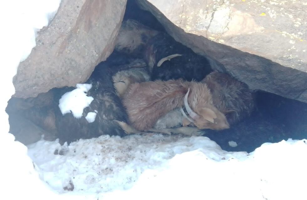 Preocupación y tristeza por la enorme mortandad de ganado tras 20 días de temporal de nieve en Malargüe