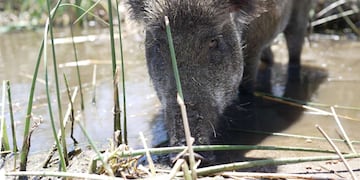 Un hombre de Mar de las Pampas adoptó a un jabalí y lo cría junto a sus perros.
