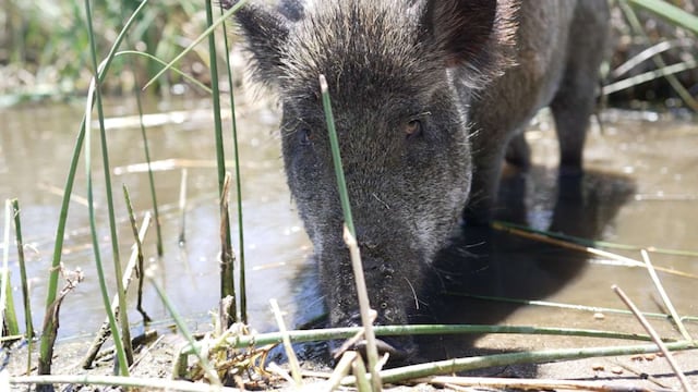 Un hombre de Mar de las Pampas adoptó a un jabalí y lo cría junto a sus perros.