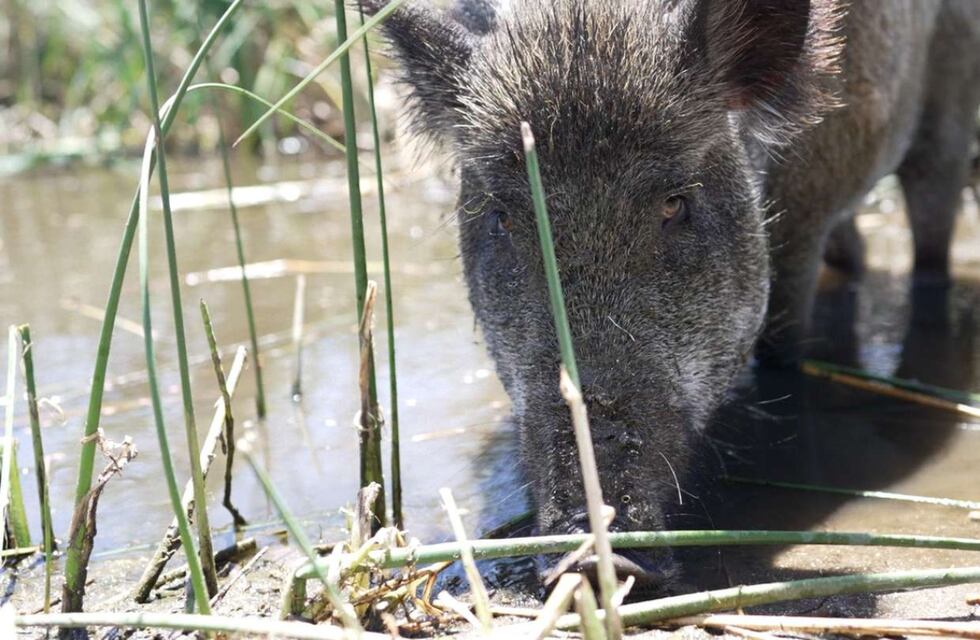 Un hincha de Gimnasia adoptó a un jabalí y es viral en las redes sociales